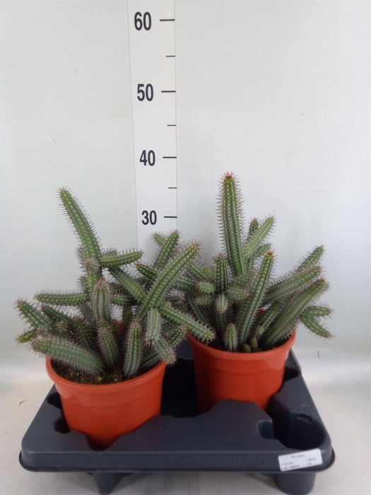 <h4>Euphorbia baioensis</h4>