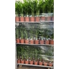 Dypsis Lutescens 20pp P17