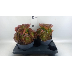 Aeonium arboreum 'Velours'