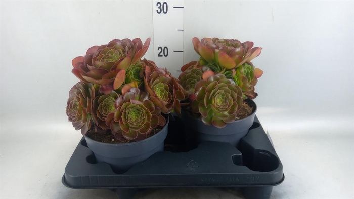 <h4>Aeonium arboreum 'Velours'</h4>