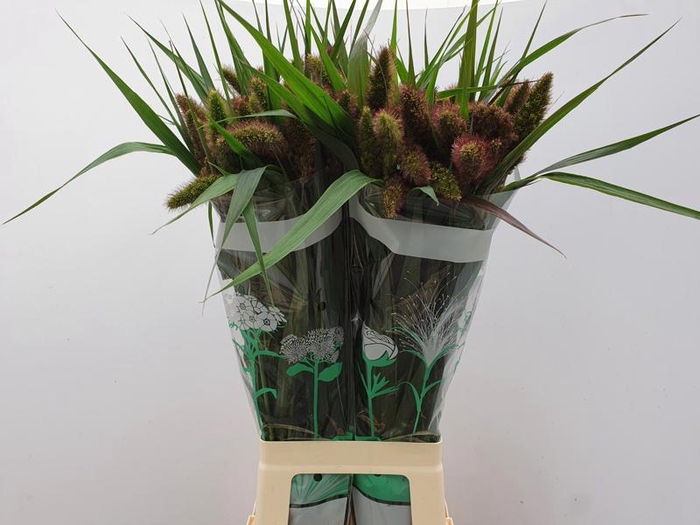 <h4>Setaria Red Jewel komt Goed</h4>