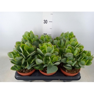 Crassula arborescens