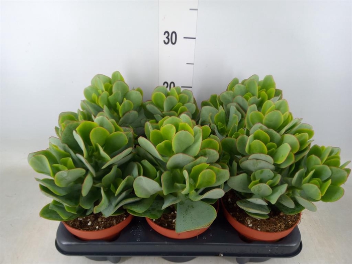 <h4>Crassula arborescens</h4>