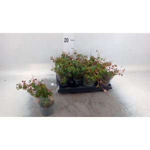 Peperomia  'Pepperspot'