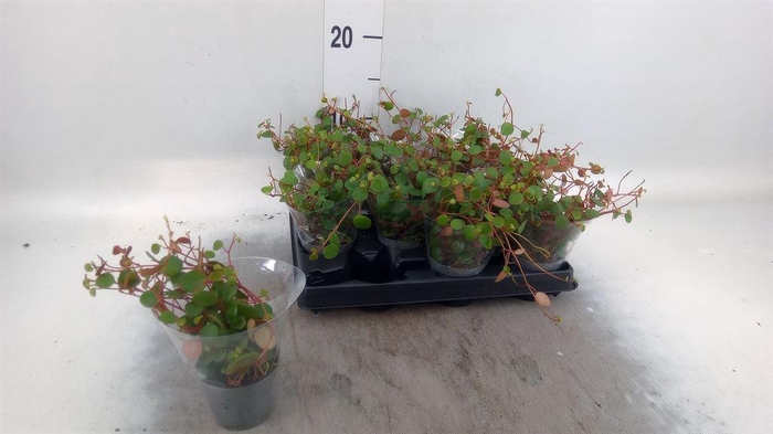 <h4>Peperomia  'Pepperspot'</h4>