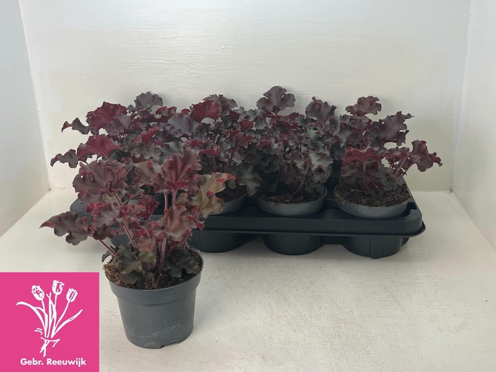 <h4>HEUCH MI PALACE PURP</h4>
