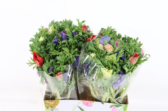 <h4>Anem Marianne Mixed</h4>