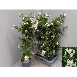 SOLANUM JASMINOIDES