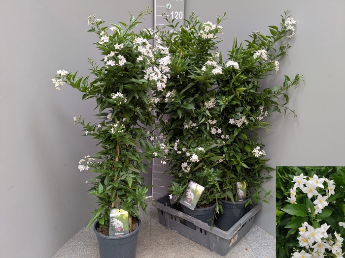 <h4>SOLANUM JASMINOIDES</h4>