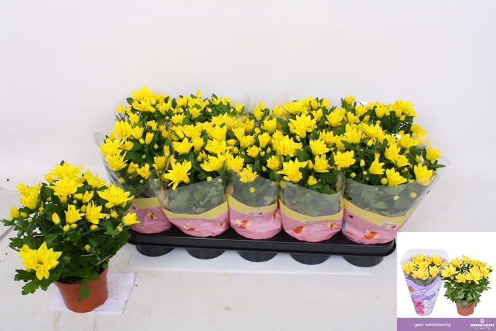 <h4>CHRYS HEAT YELLOW</h4>