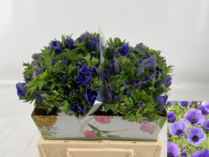 <h4>ANEM CO MAR BLUE</h4>