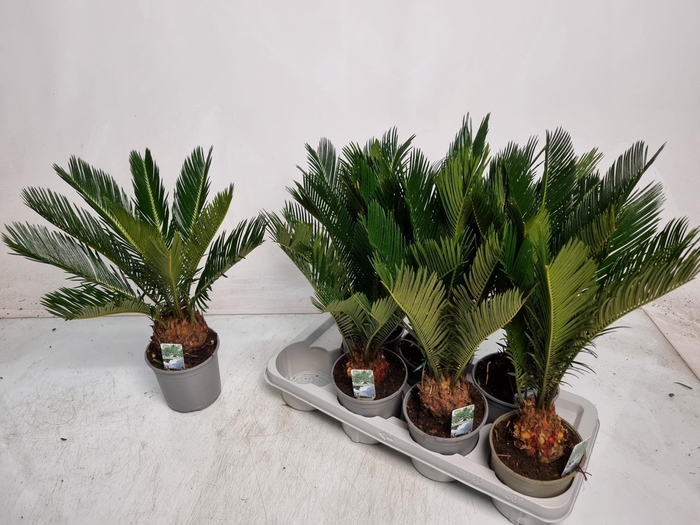 <h4>CYCAS REVOLUTA</h4>