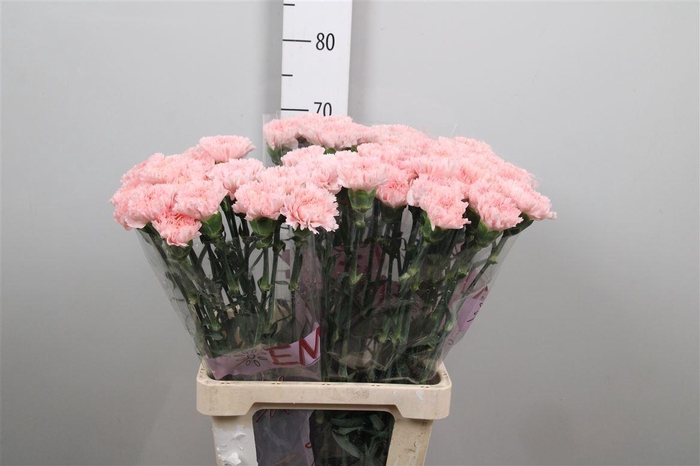 <h4>Di St Jodie</h4>