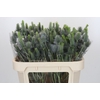 Eryngium Electric Dynamite