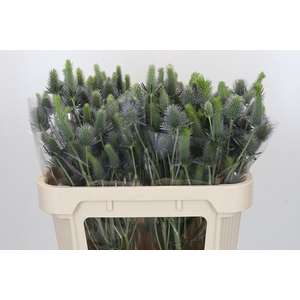 Eryngium Electric Dynamite
