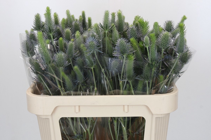 <h4>Eryngium Electric Dynamite</h4>