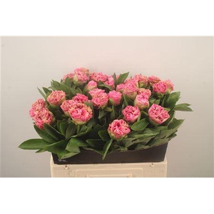 Paeo L Carnation Bouquet