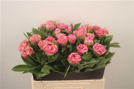 <h4>Paeo L Carnation Bouquet</h4>