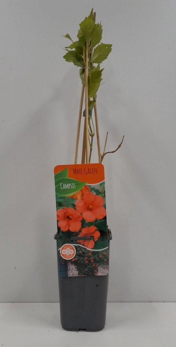 <h4>Campsis radicans 'galen'</h4>
