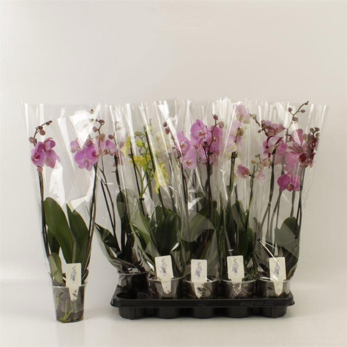 <h4>PHAL GEM 6 KL</h4>