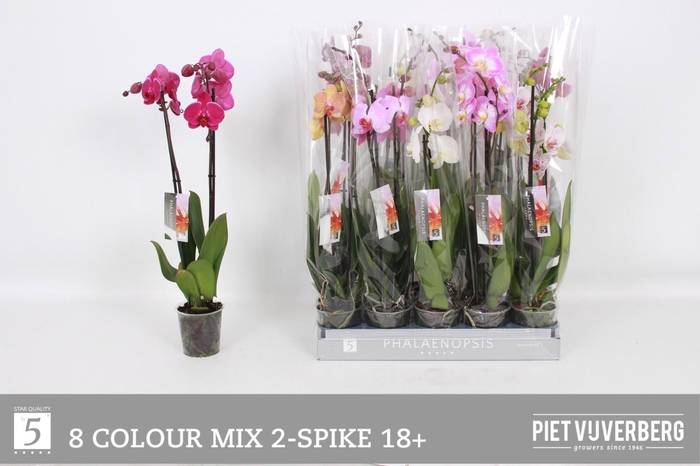 <h4>PHAL GEM 8 KL</h4>