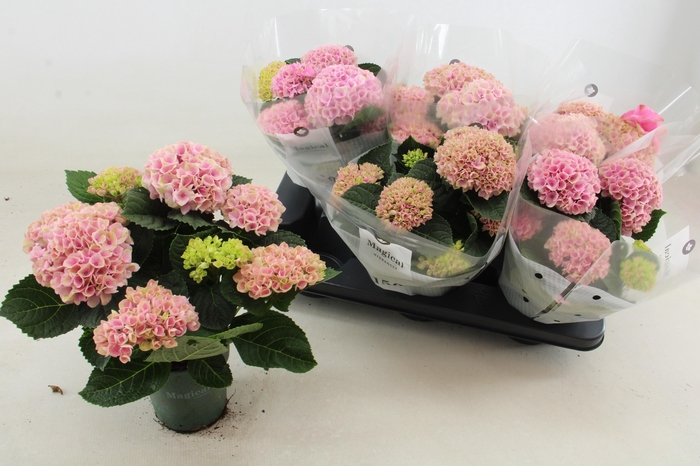 <h4>HYDR M MAG REVOLUTIO</h4>