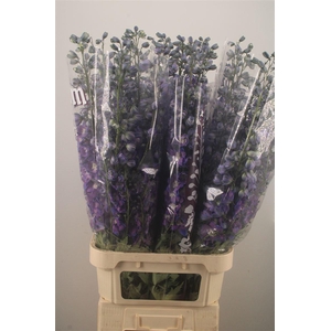 Delph El Dewi Rome Purple