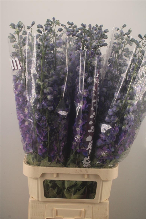 <h4>Delph El Dewi Rome Purple</h4>