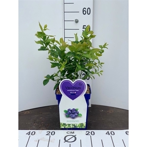 Vaccinium c. Hortiblue Petite® 5 liter blauwe pot