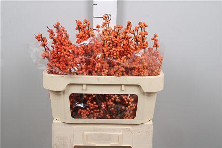 <h4>Ilex Ve Winter Gold</h4>