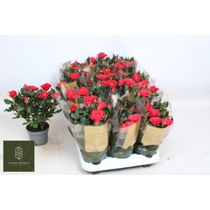 RO RED MERCE KORD GR