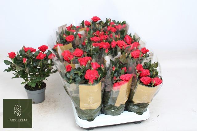 <h4>RO RED MERCE KORD GR</h4>