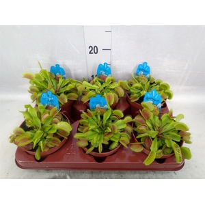 Dionaea muscipula