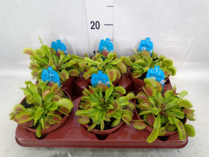 <h4>Dionaea muscipula</h4>