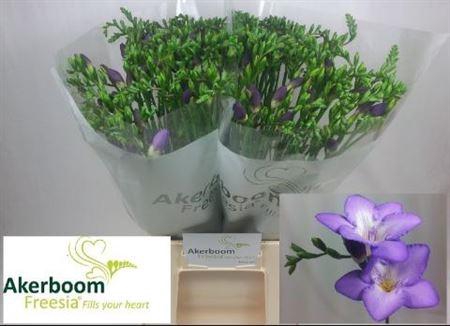 <h4>Fr En Castor Ex</h4>