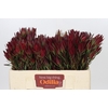 Leucadendron Blush Spray