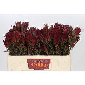 Leucadendron Blush Spray