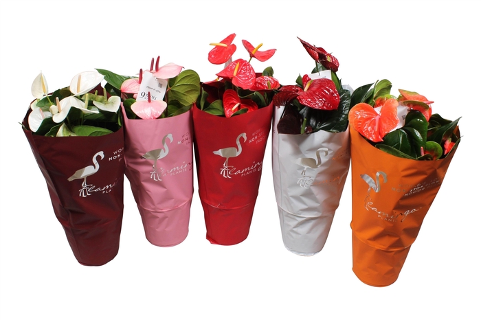 <h4>Anthurium Flamingo Mix 21cm</h4>