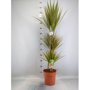 Dracaena marg. 'Bicolor'