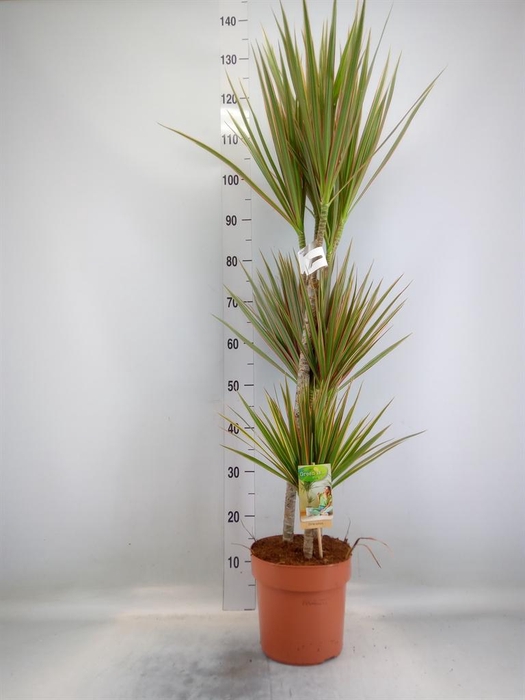 <h4>Dracaena marg. 'Bicolor'</h4>