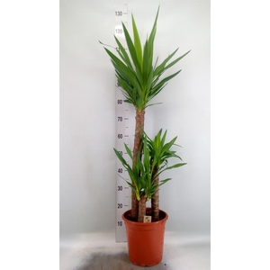 Yucca   ...