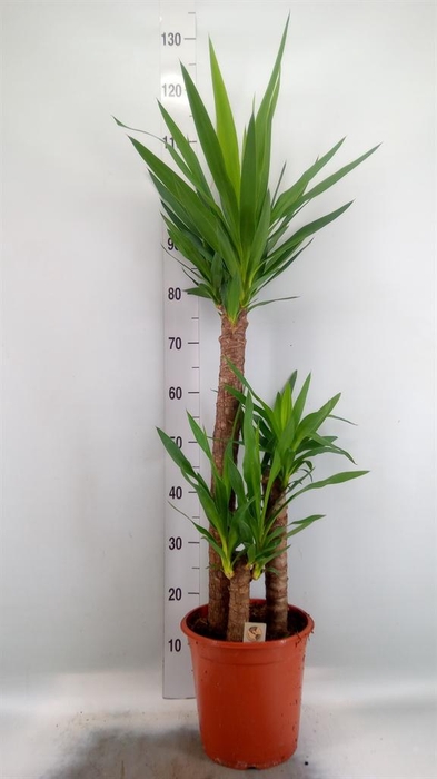 <h4>Yucca   ...</h4>