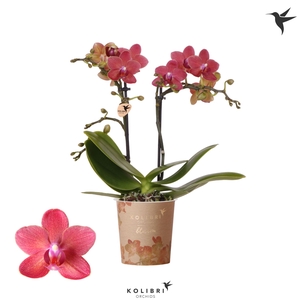 Phalaenopsis multi.   ...red