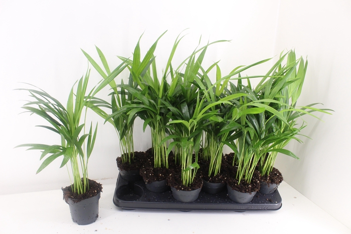 <h4>DYPSIS LUTESCENS</h4>