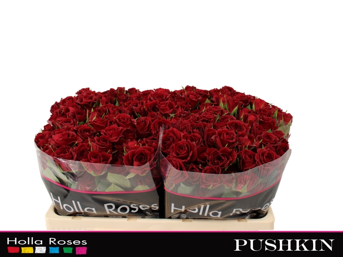<h4>Rosa sp pushkin</h4>
