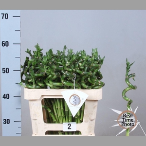 Drac Lucky Bamboo