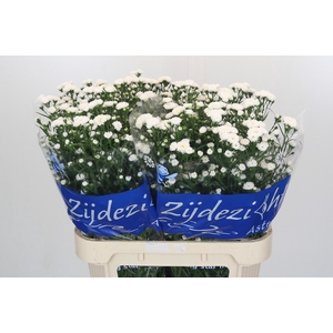 Aster Cassy