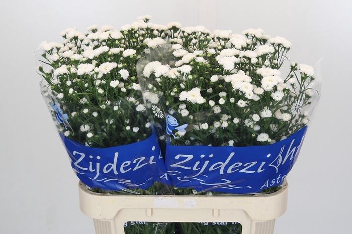 <h4>Aster Cassy</h4>