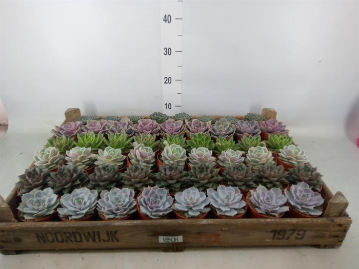 <h4>Echeveria   ...</h4>
