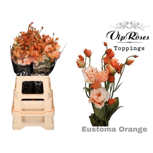 Eus G Alissa Paint Orange